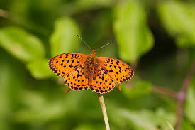 Attēlu rezultāti vaicājumam “Brenthis ino upperside”