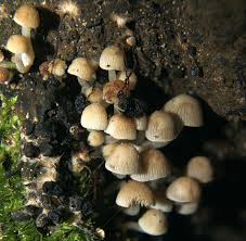 Attēlu rezultāti vaicājumam “Psathyrella pygmaea”