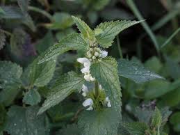 Attēlu rezultāti vaicājumam “Lamium album leaf”