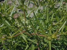 Attēlu rezultāti vaicājumam “Lepidium densiflorum flower”