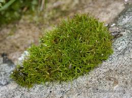 Attēlu rezultāti vaicājumam “Oxystegus tenuirostris”