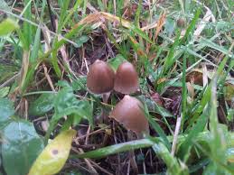 Attēlu rezultāti vaicājumam “Psilocybe sp.”