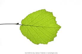 Attēlu rezultāti vaicājumam “Corylus avellana leaf”