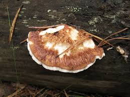 Attēlu rezultāti vaicājumam “Postia fragilis”