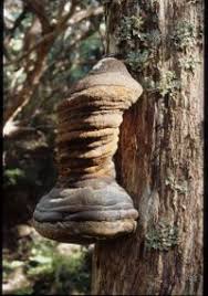 Attēlu rezultāti vaicājumam “Phellinus robustus”