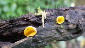 Attēlu rezultāti vaicājumam “Hymenoscyphus calyculus”