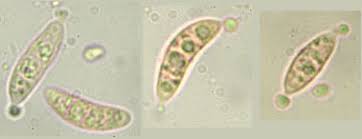 Attēlu rezultāti vaicājumam “Rutstroemia firma”
