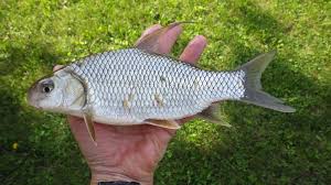 Image result for Carpiodes velifer