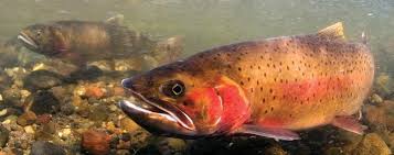 Image result for Oncorhynchus clarkii