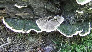 Attēlu rezultāti vaicājumam “Cerrena unicolor”