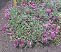 Attēlu rezultāti vaicājumam “Trifolium spadiceum flower”