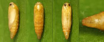 Attēlu rezultāti vaicājumam “Ypsolopha parenthesella”