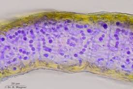 Attēlu rezultāti vaicājumam “Collema flaccidum”