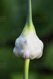 Attēlu rezultāti vaicājumam “Allium sativum bud”