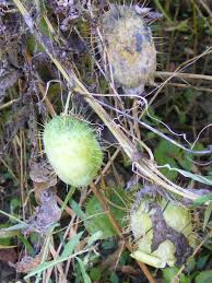Attēlu rezultāti vaicājumam “Echinocystis lobata fruit”