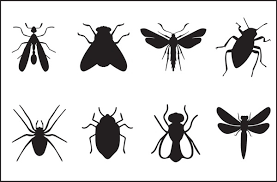Attēlu rezultāti vaicājumam “Insecta”