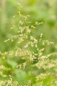 Attēlu rezultāti vaicājumam “Poa nemoralis”