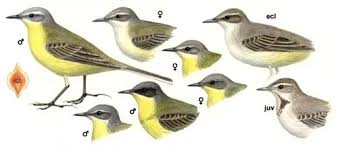 Attēlu rezultāti vaicājumam “Motacilla flava flava adult”