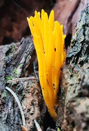 Attēlu rezultāti vaicājumam “Calocera glossoides”