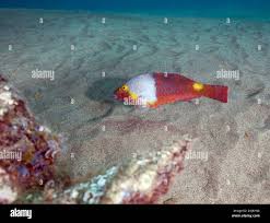 Image result for Sparisoma cretense