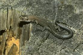 Attēlu rezultāti vaicājumam “Lacerta vivipara juvenile”