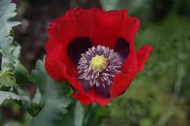 Attēlu rezultāti vaicājumam “Papaver somniferum flower”