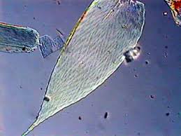 Attēlu rezultāti vaicājumam “Pseudotaxiphyllum elegans”