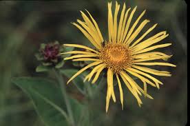 Attēlu rezultāti vaicājumam “Inula helenium flower”
