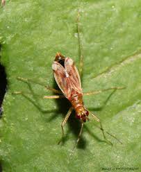 Attēlu rezultāti vaicājumam “Dicyphus sp.”