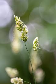 Attēlu rezultāti vaicājumam “Poa trivialis leaf”