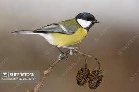 Attēlu rezultāti vaicājumam “Parus major female”