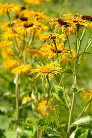 Attēlu rezultāti vaicājumam “Telekia speciosa flower”