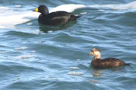 Attēlu rezultāti vaicājumam “Melanitta nigra”