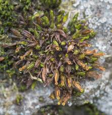 Attēlu rezultāti vaicājumam “Orthotrichum pumilum”