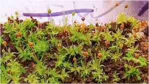 Attēlu rezultāti vaicājumam “Dicranella staphylina macro”