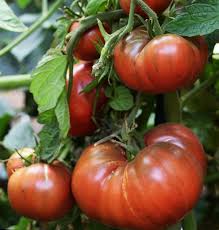 Afbeeldingsresultaat voor dark purple beefsteak tomato