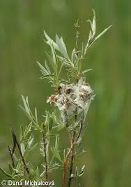 Attēlu rezultāti vaicājumam “Salix repens subsp. rosmarinifolia”