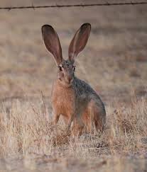Attēlu rezultāti vaicājumam “Lepus sp.”