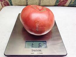 Afbeeldingsresultaat voor caspian pink tomato