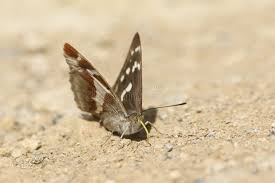 Attēlu rezultāti vaicājumam “Apatura iris female”