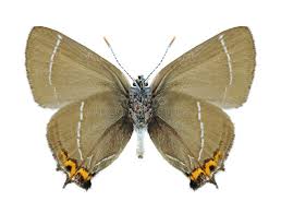 Attēlu rezultāti vaicājumam “Satyrium w-album underside”