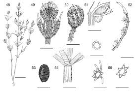 Attēlu rezultāti vaicājumam “Chara contraria”