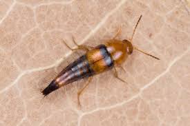 Attēlu rezultāti vaicājumam “Tachyporus sp.”