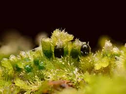 Attēlu rezultāti vaicājumam “Lophozia incisa”