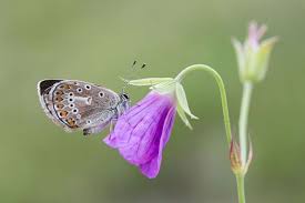 Attēlu rezultāti vaicājumam “Eumedonia eumedon male”