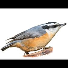 Image result for Sitta canadensis
