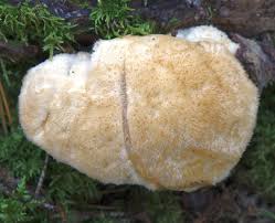 Attēlu rezultāti vaicājumam “Postia undosa”