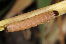 Attēlu rezultāti vaicājumam “Apamea ophiogramma”