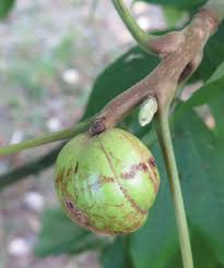 Attēlu rezultāti vaicājumam “Juglans mandshurica female flower”