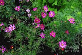 Image result for Cosmos bipinnatus
